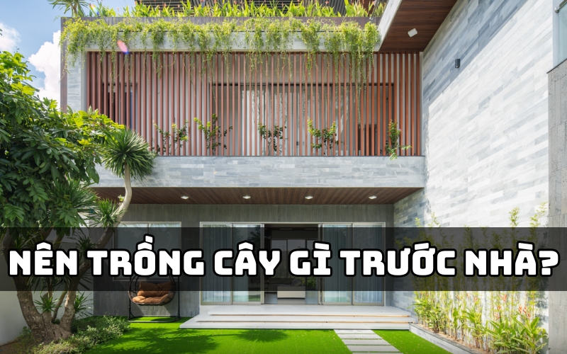 nên trồng cây gì trước nhà