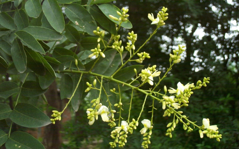 cây hoa hòe