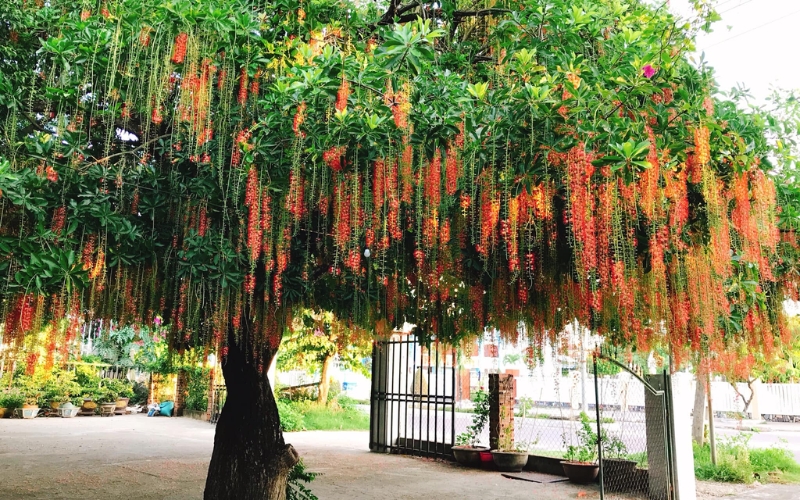 cây lộc vừng