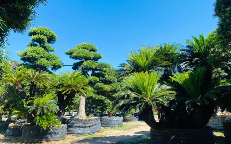 cây vạn tuế