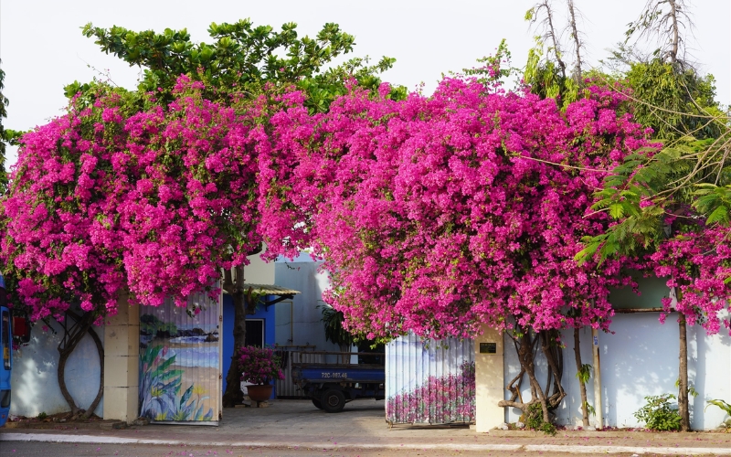 lưu ý khi trồng cây trước cửa nhà