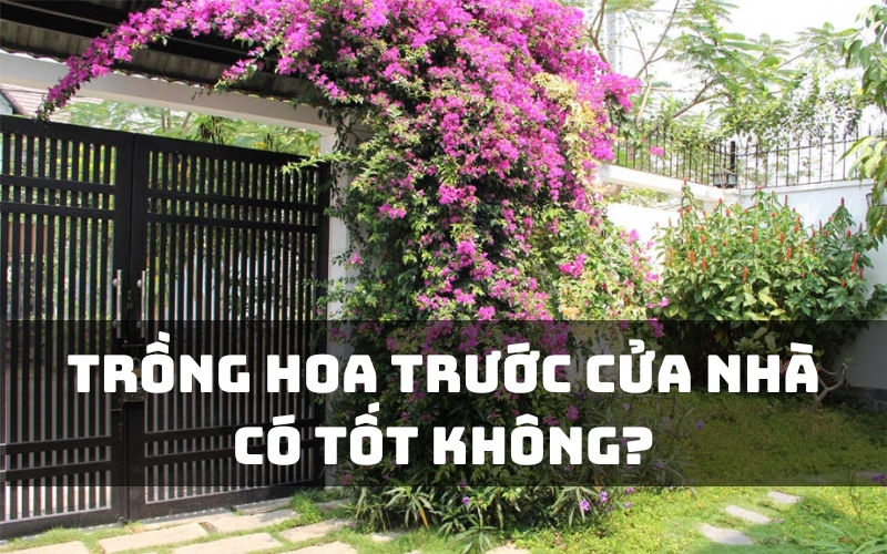 trồng hoa trước cửa nhà có tốt không