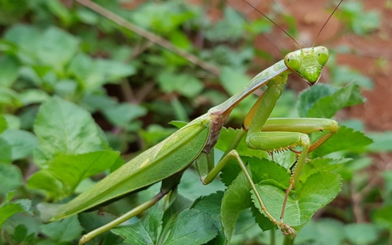 bọ ngựa vào nhà điềm gì 