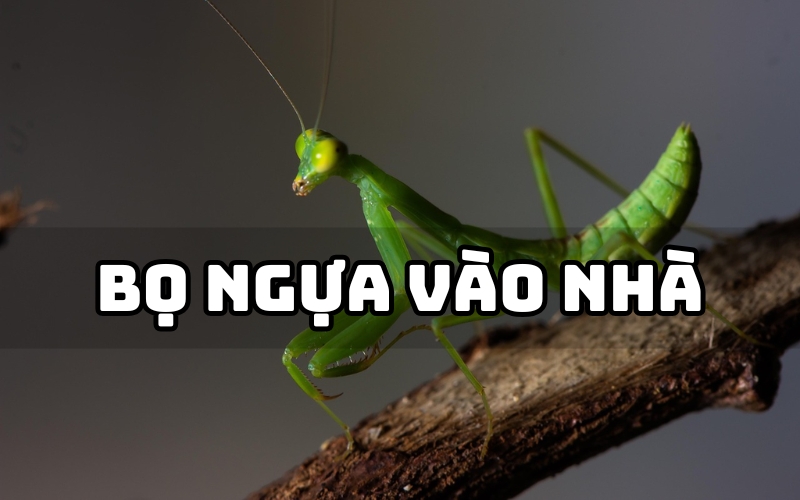 bọ ngựa vào nhà