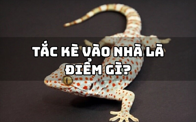 tắc kè vào nhà