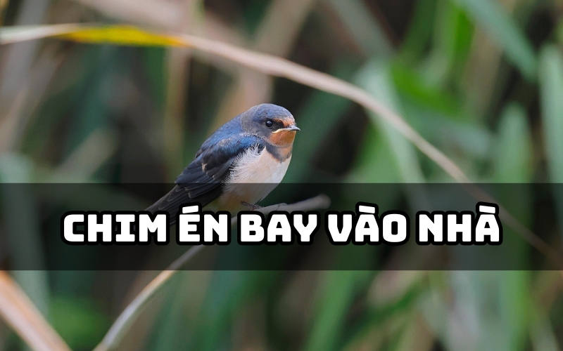 chim én bay vào nhà
