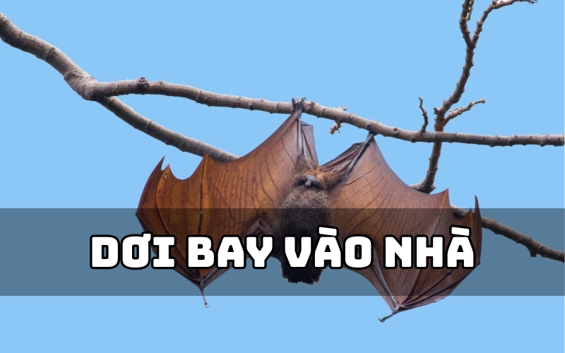 dơi bay vào nhà